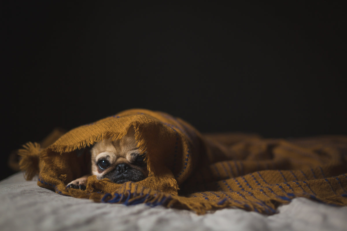 小狗裹在毯子里