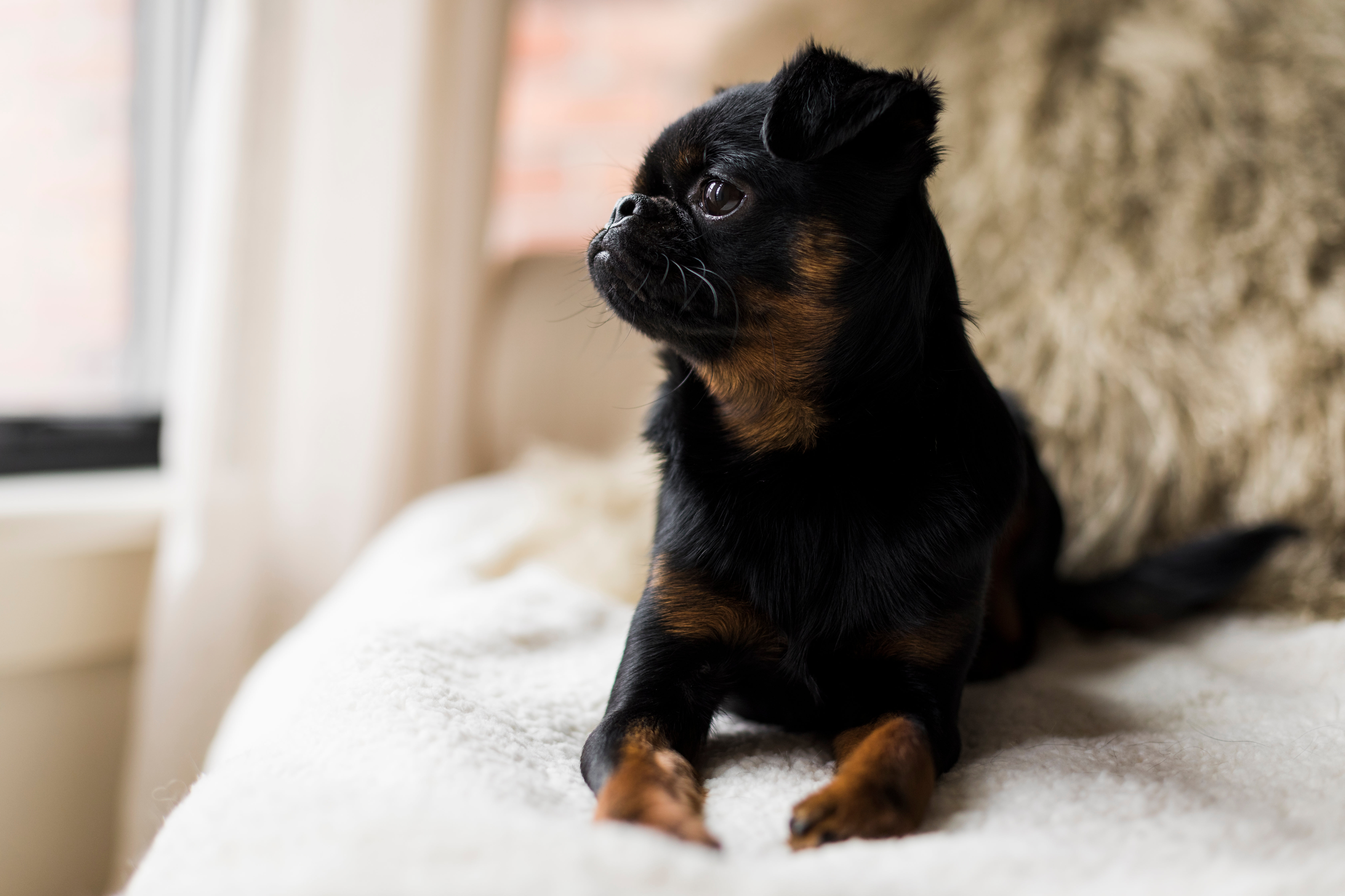 Puppy Looks Out The Window As It Sits