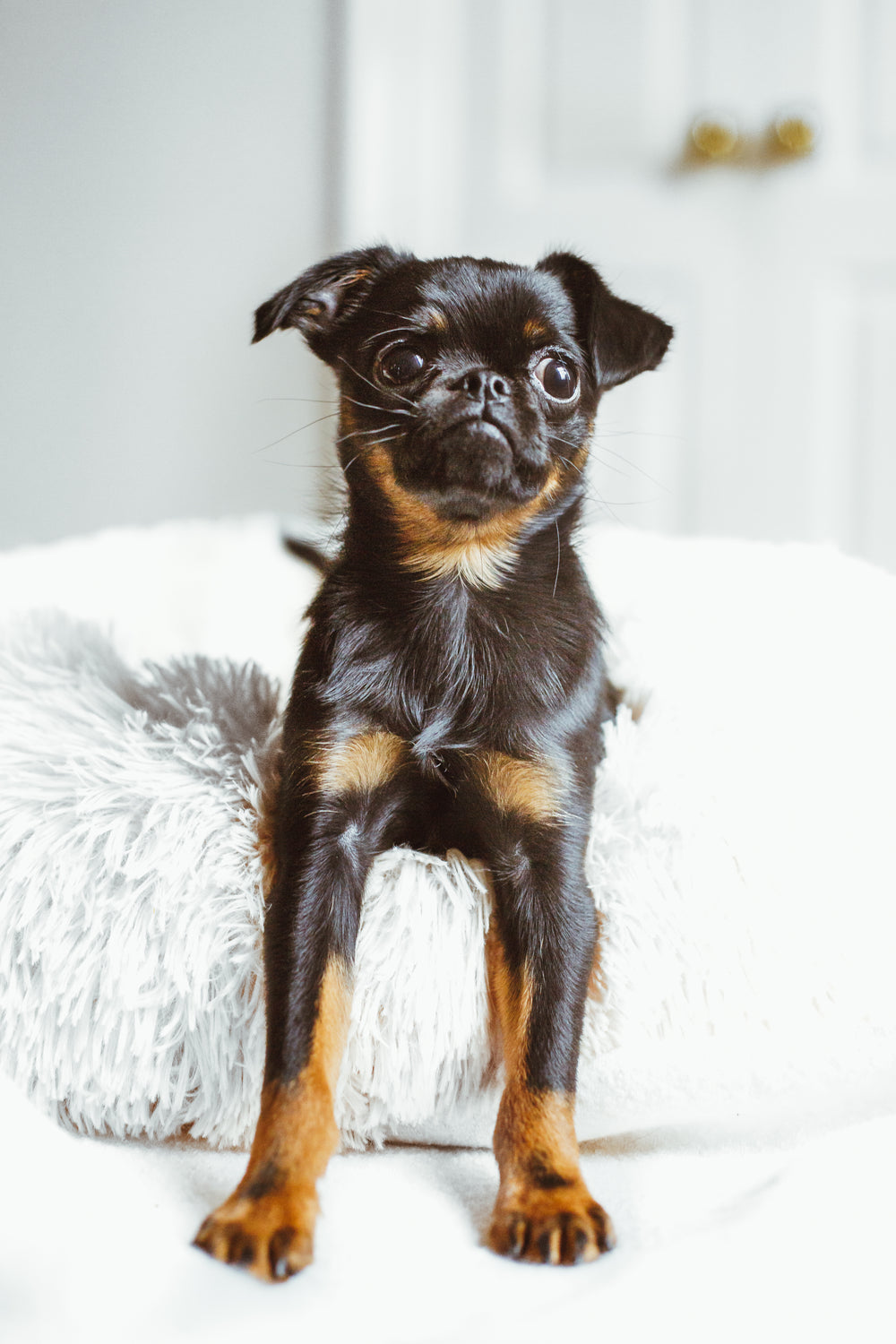 puppy on fluffy bed