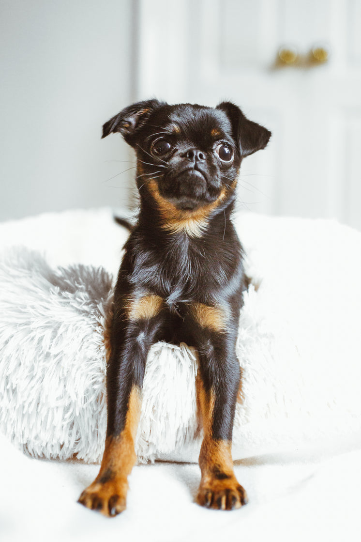 puppy-on-fluffy-bed.jpg?width=746&format