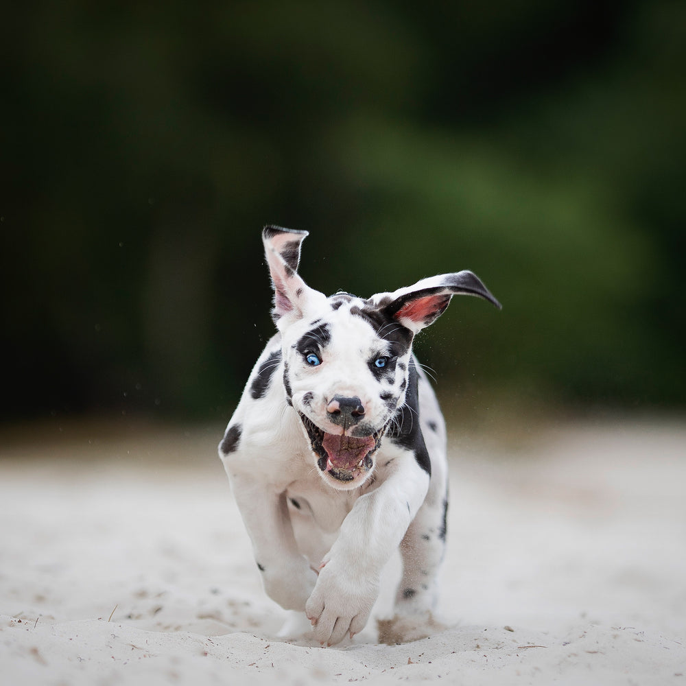 puppy running towards the camera on a beach