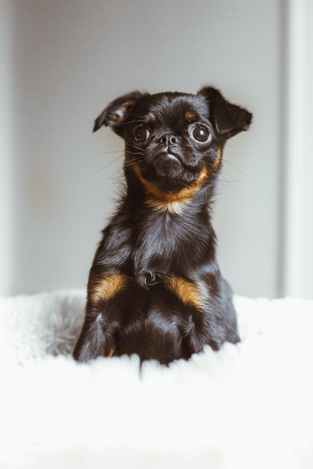 puppy sits on her bed