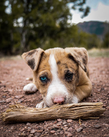 puppy with one blue eye and one brown eye looks at camera