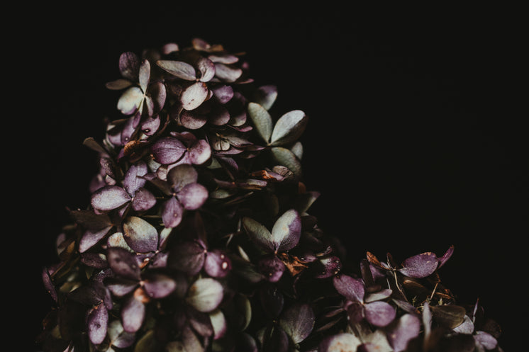 Purple And Green Leaves Against Black