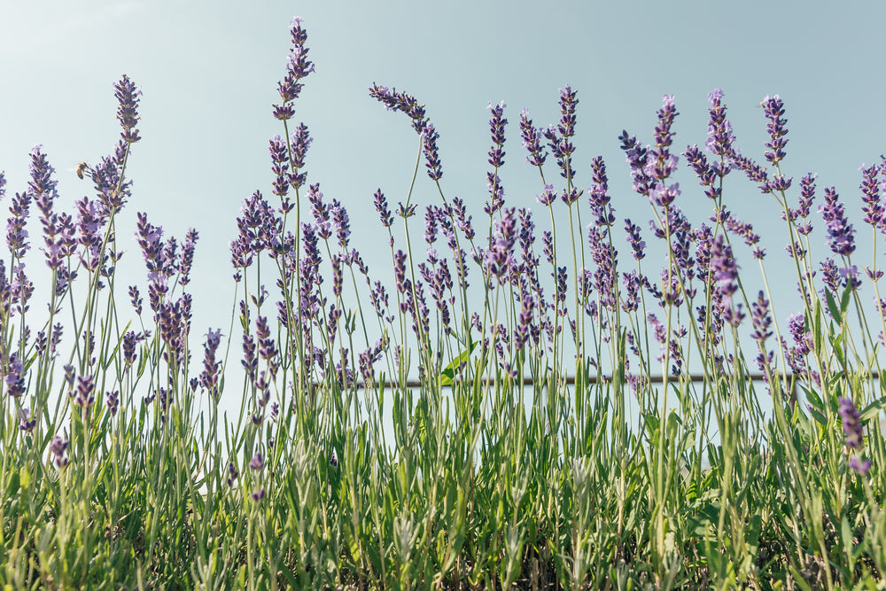 purple and green