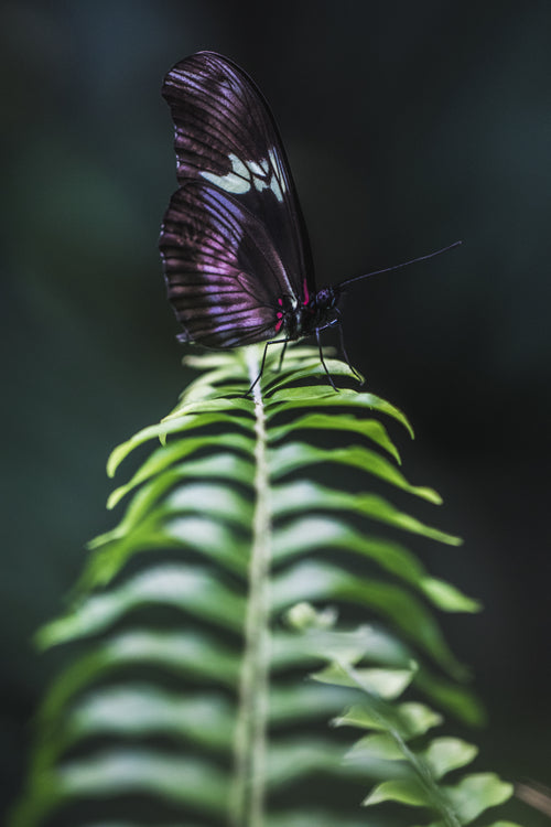 purple and white butterfly sat on fern leaf