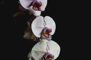 purple and white orchid close up