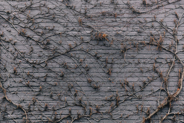 purple brick wall covered in vines texture