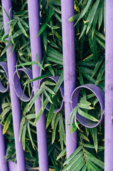 purple fence with lush green leaves