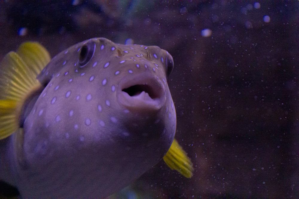 purple fish