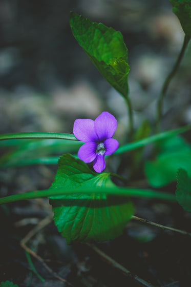 purple flower in focus on the ground
