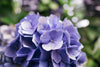 purple flower petals close up