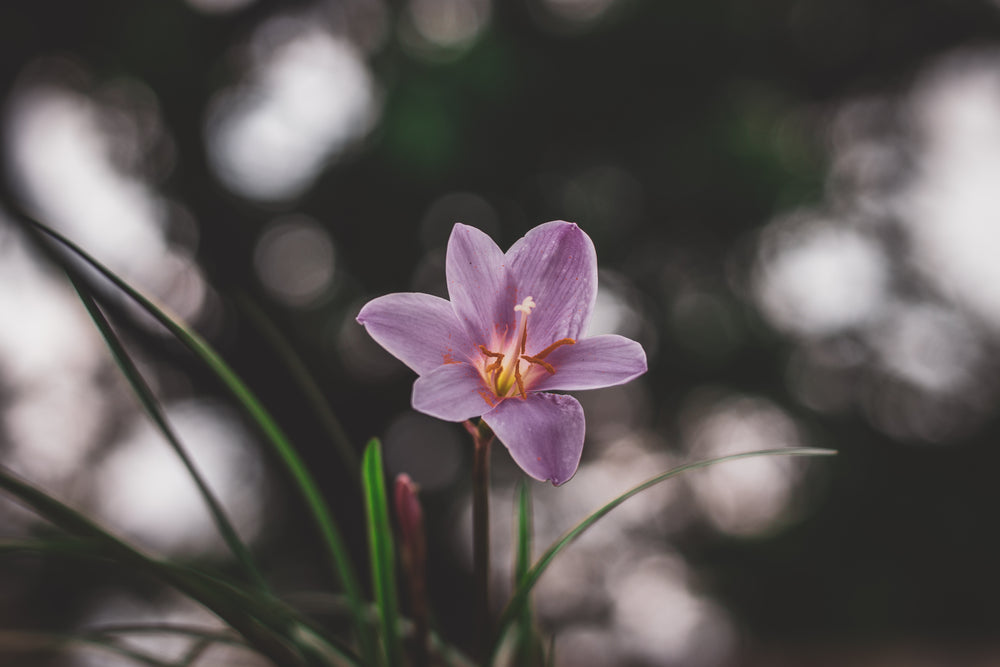 purple flower rising toward the sun