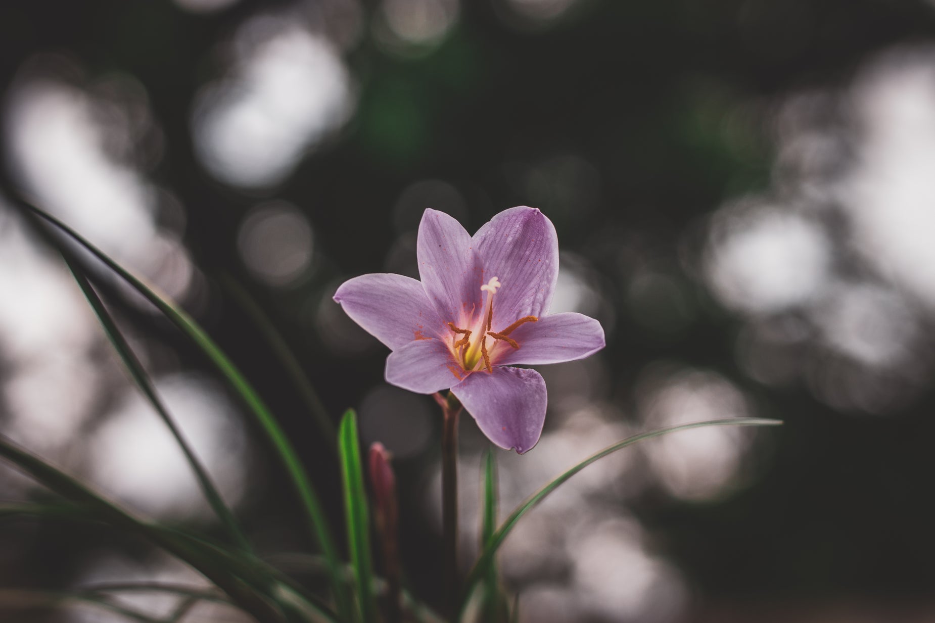 Browse Free HD Images of Purple Flower Rising Toward The Sun
