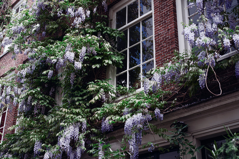 purple flowers around window