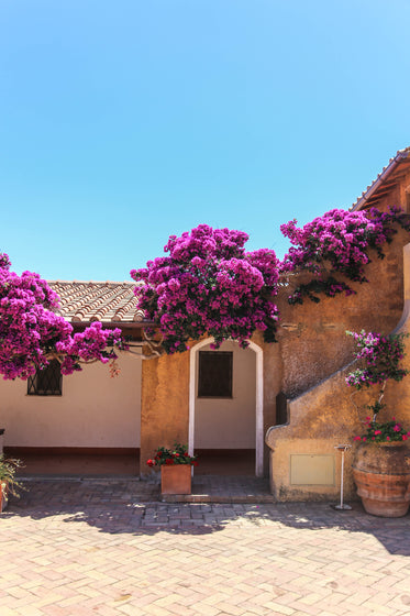 purple flowers by door