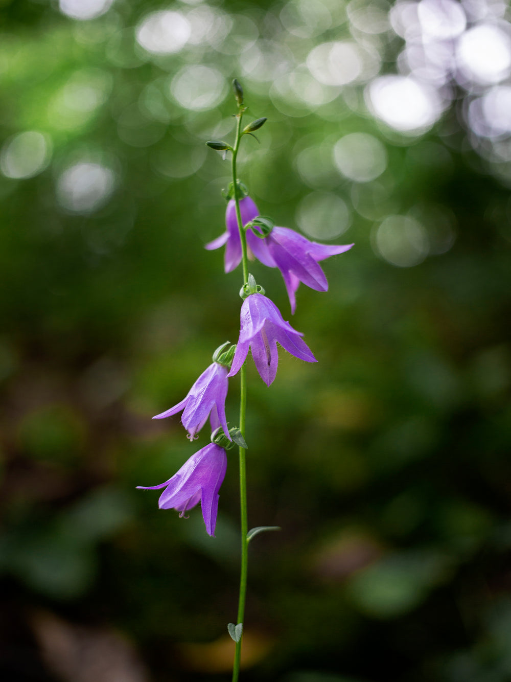 purple flowers dangle like fairy hats