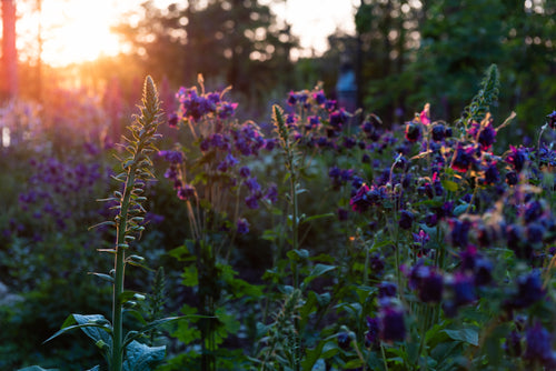 purple flowers on stalks in sunshine