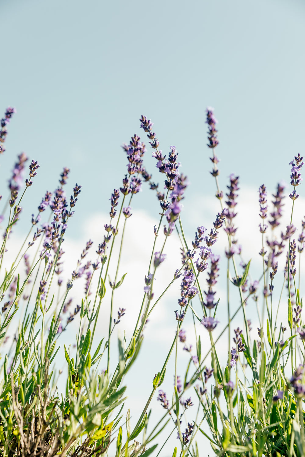 purple flowers stand tall