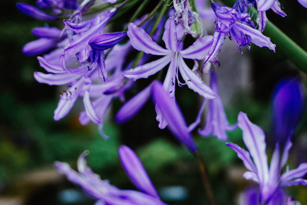 purple flowers