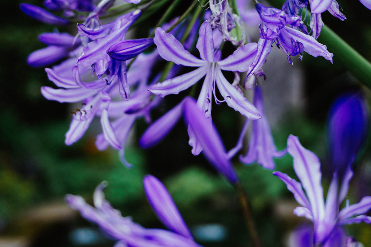 紫花