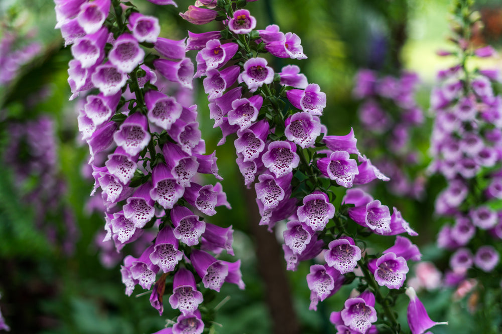 purple foxgloves