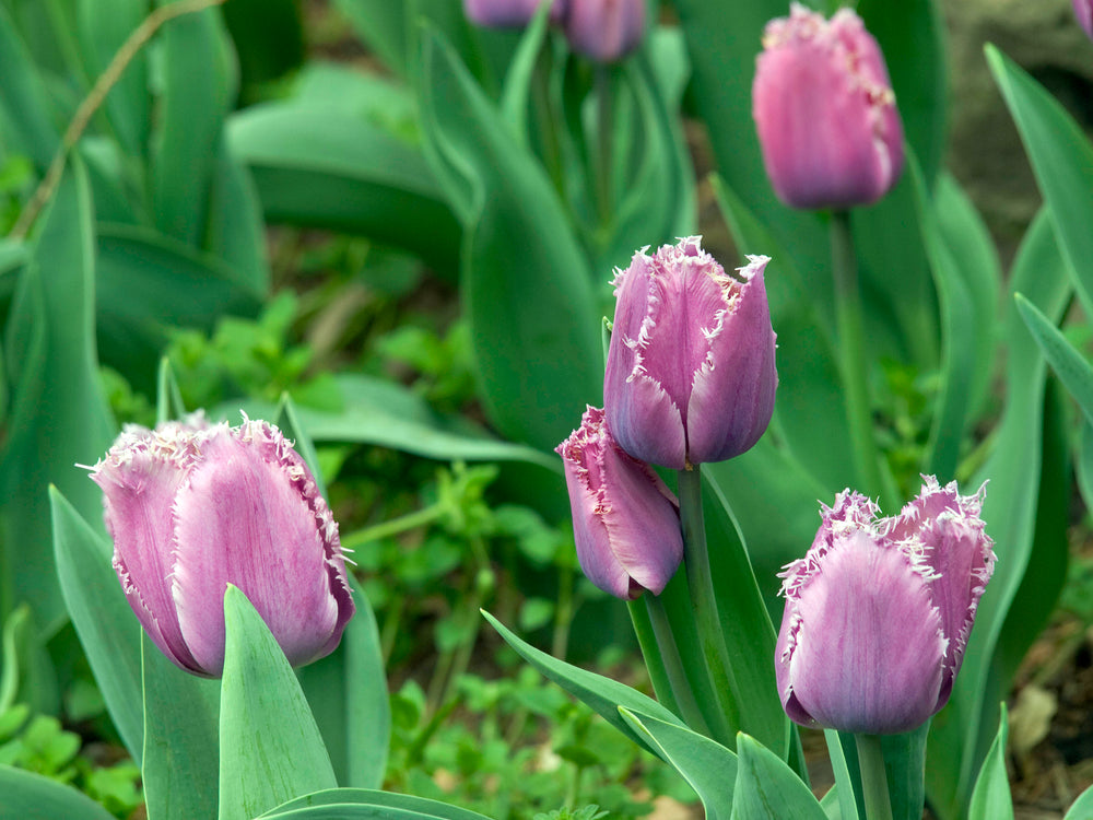 purple fringed tulips