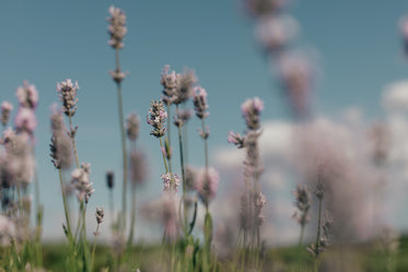 purple grass tops