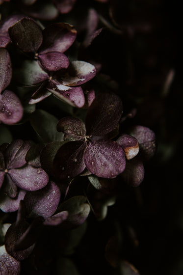 purple hydrangea close up
