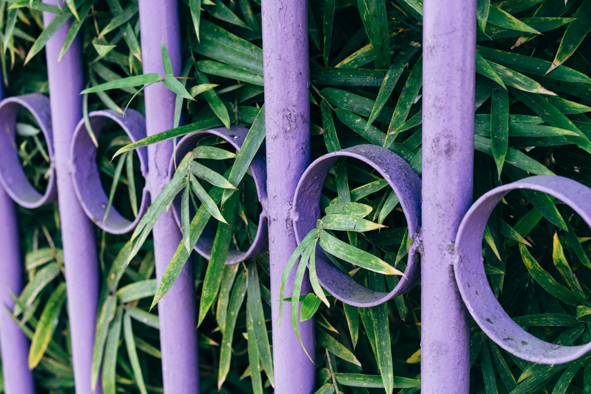 purple metal fence with green leaves