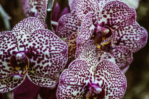 purple orchid closeup