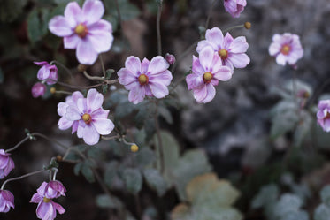 purple perennial flowers blossoming