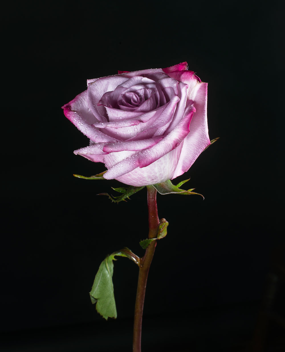 rosa roxa na escuridão