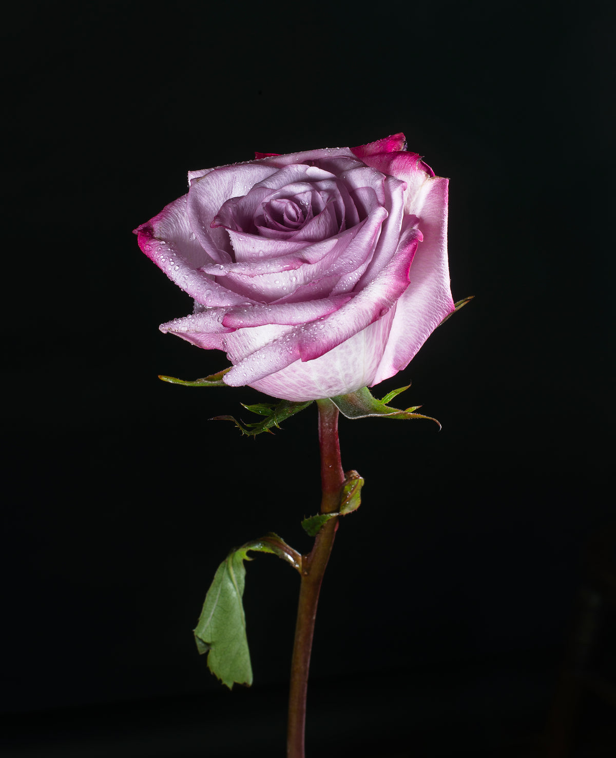 rosa roxa na escuridão