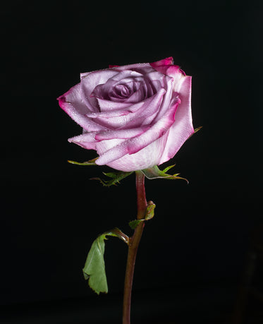 purple rose in darkness