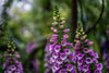 purple spotted flowers