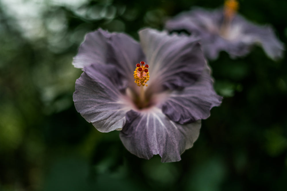 purple summer blossom