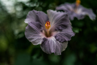 Picture of Purple Summer Blossom — Free Stock Photo