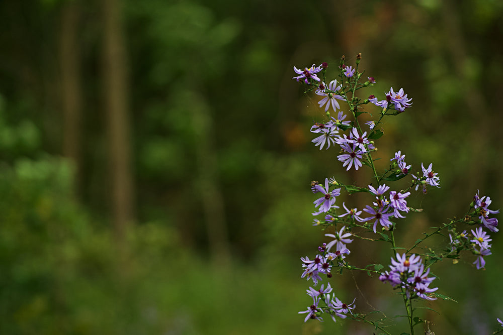 purple wildflowers in the forest