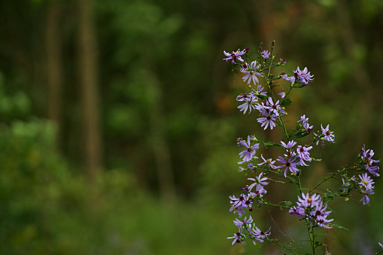 purple-wildflowers-in-the-forest.jpg?width=746&amp;format=pjpg&amp;exif=0&amp;iptc=0