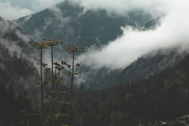 queen anne's lace on forested hill