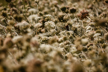 queen anns lace texture