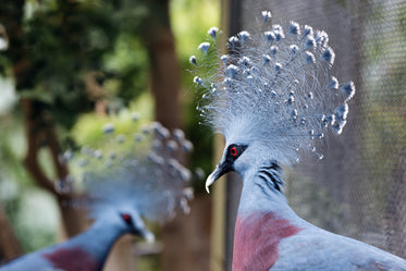 queen victoria pigeon shows off feathers