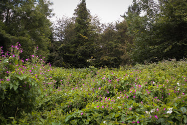 quiet wild meadow filled with plants