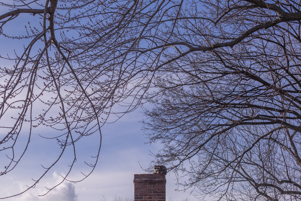 raccoon on chimney