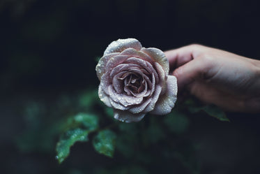 Picture of Rain Drops On Roses — Free Stock Photo