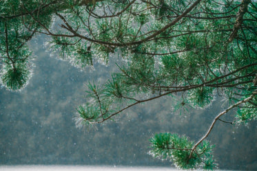 rain sparkles on tree