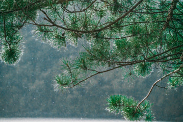 High Res Rain Sparkles On Tree Picture — Free Images