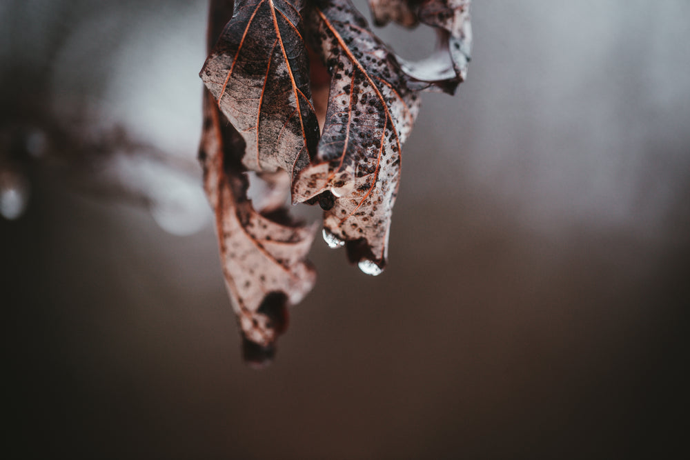 rain water droplets begin to form on the tips of a leaf.