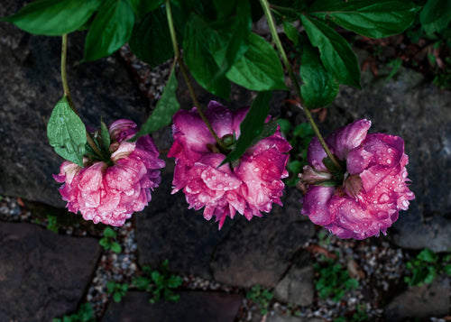raindrops on pink blossoms